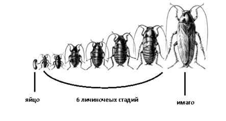 На фото описан цикл тараканов